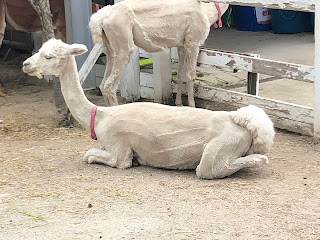 足を折りたたんで座るアルパカの写真