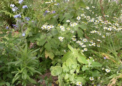 the flowerbed 23 June 2008