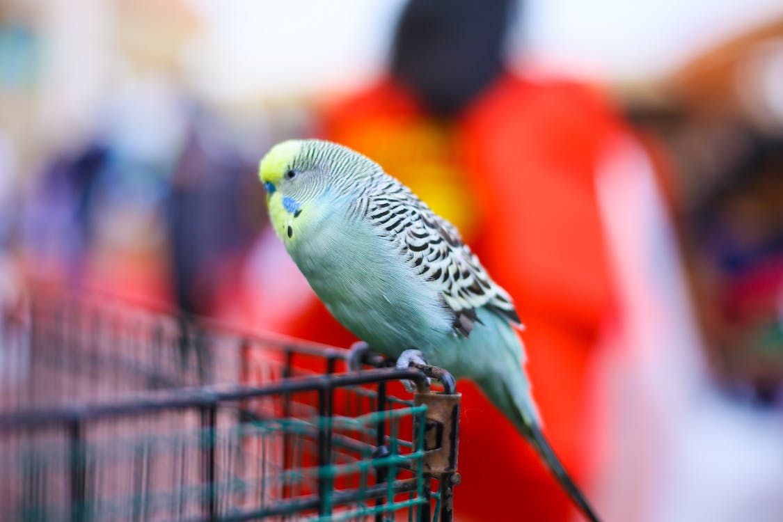 A Cute Budgie Sitting at Large on Metallic Basket