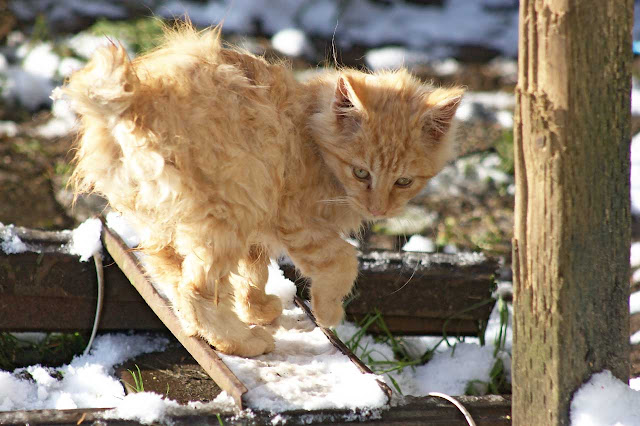 Flee, the fuzzy bobtail feral kitten, investigates some snow