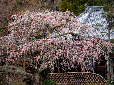 Shidare-ume (Prunus mume f. pendula) flowers: Kaizo-ji