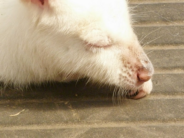 Sleeping white Wallaby in Seaview Adventure Park