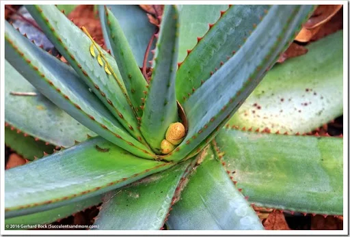 s that fourth dimension of yr when the days are curt as well as the oestrus of summertime nil but a hazy memo Aloes inwards our forepart yard getting cook to bloom