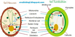 Perbedaan Dan Persamaan  Sel Hewan  Dan Sel Tumbuhan