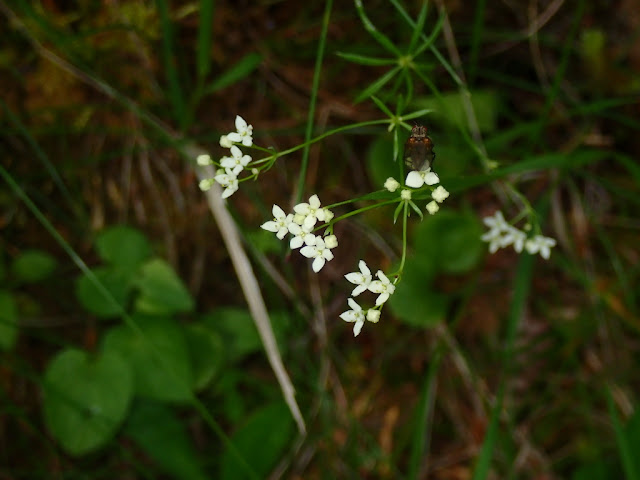 Galium pumilum