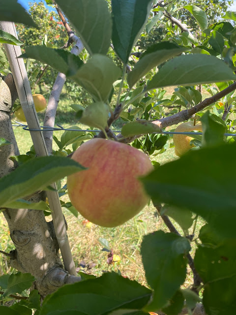 Apple on a tree