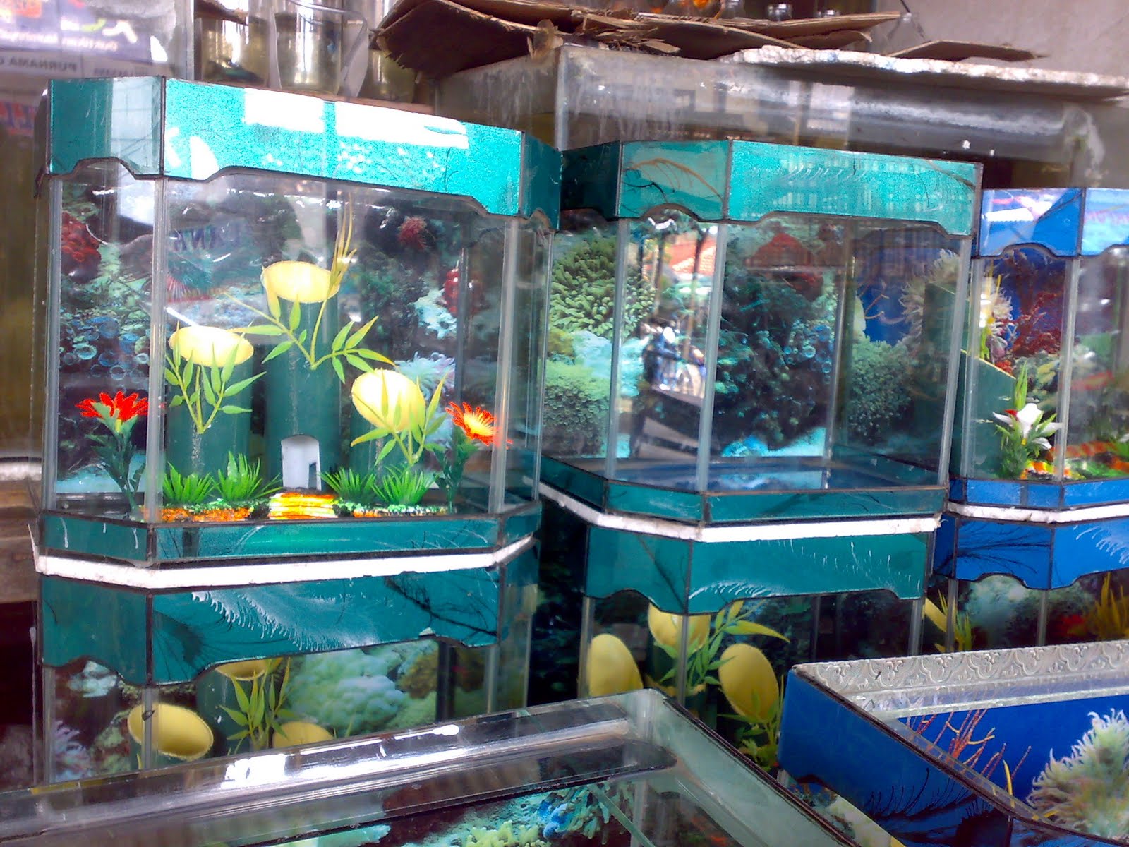 Pusat aquarium  dan ikan hias Model Aquarium  Hiasan 