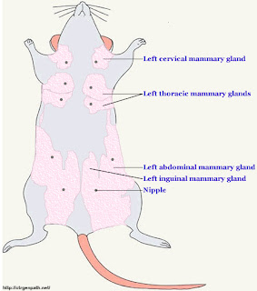  Mencit adalah kelompok hewan mamalia rodensia  Anatomi, Morfologi dan Klasifikasi Mencit (Mus musculus)