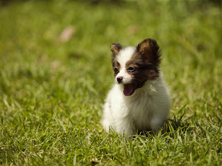 Descargar imagenes tiernas de perros