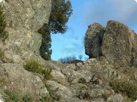 bracco porta