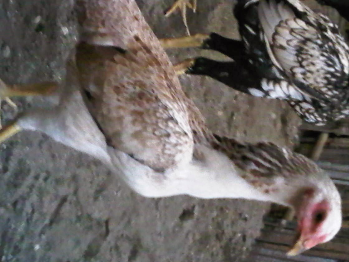  AYAM  ADUAN BREEDING blogspot com breeding 3darah saigon 