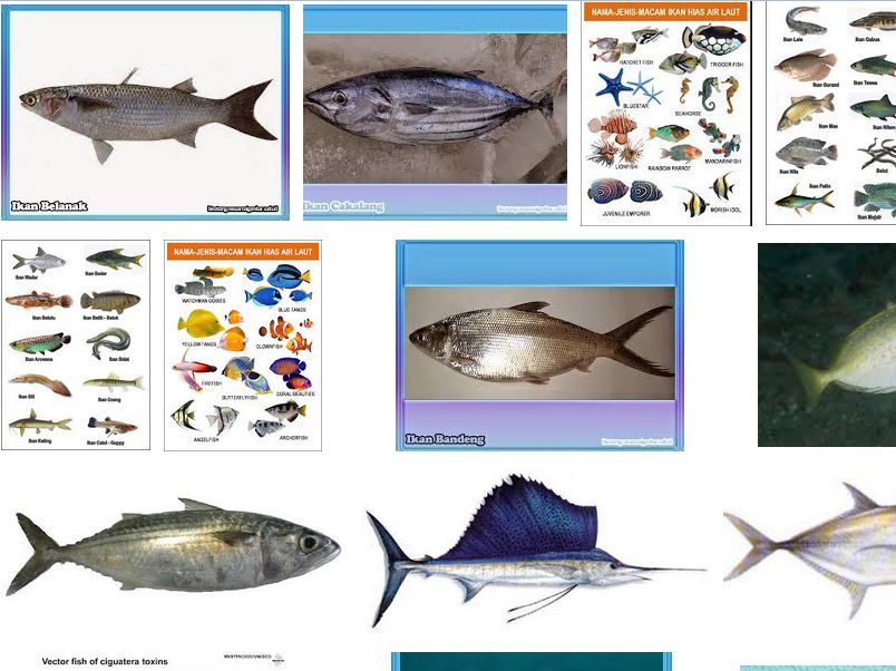 Jenis Ikan  Karang Laut  Dangkal