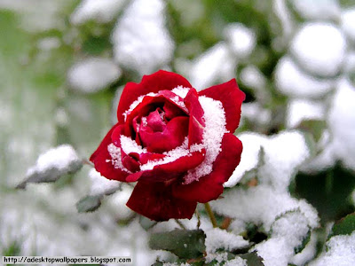 Beautiful Rose Flower Wallpapers, PC Wallpapers, Free Wallpaper, Beautiful Wallpapers, High Quality Wallpapers, Desktop Background, Funny Wallpapers http://adesktopwallpapers.blogspot.com