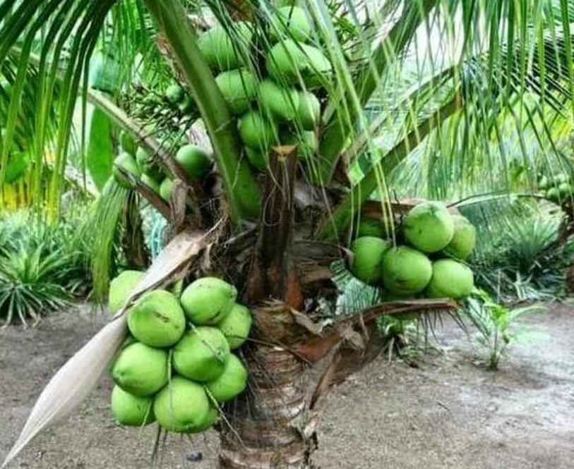 bibit kelapa kopyor genjah stok ready banyak Sulawesi Selatan