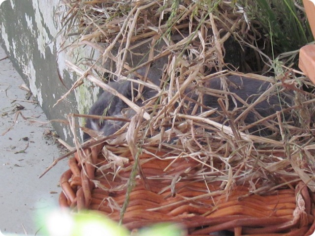 Image00297