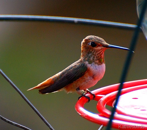 11. rufous-kab