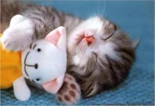 Gato dormido con su peluche 