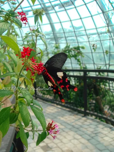 蝴蝶溫室花園-嘉大昆蟲館｜嘉義假日親子好去處