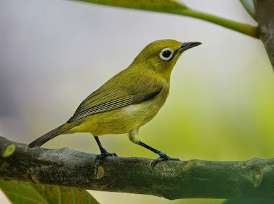 Beberapa Jenis Makanan Burung Pleci Agar Cepat Bunyi