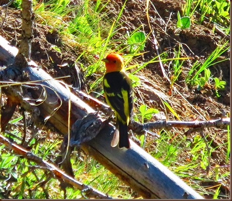 South Fork56-2 Jun 2016