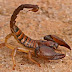 Woman Falls Into A Well And Dies While Running From A Scorpion In Lagos