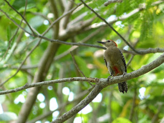 Melanerpes rubricapillus - Pic à couronne rouge