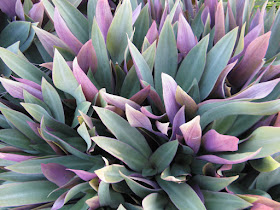 Tradescantia spathacea dwarf Boat lily Turks Caicos by garden muses-not another Toronto gardening blog