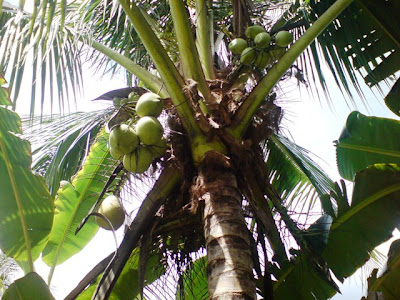 pokok buah kelapa..