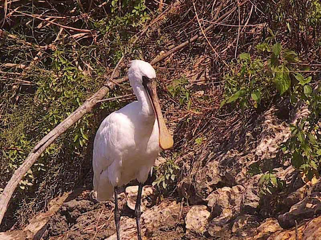 bird, Black-faced Spoonbill. Endangered Species