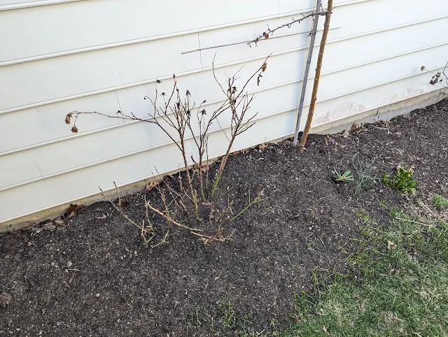 Pruning Disneyland Roses in Late Winter - Zone 6a