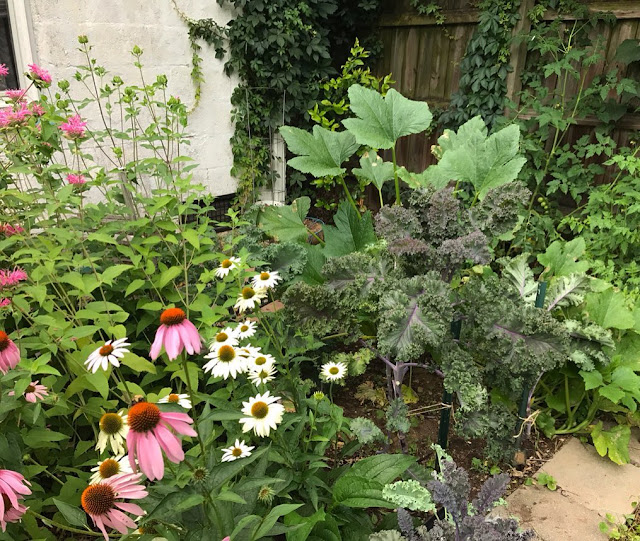 Veggie and tea garden including Bee Balm, Echinacea, Kale, Squash, Concord grapes in Franklin Tennessee