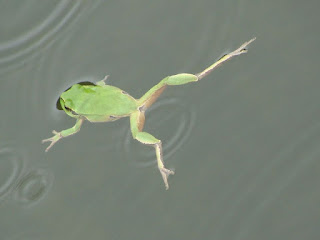 Hyla arborea DSC52111