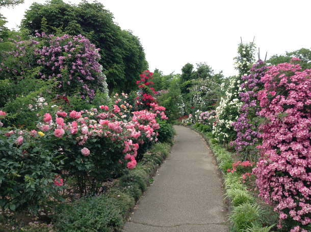 中野一本木公園