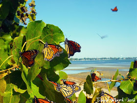 Migrating Monarch Butterflies, Michigan, Lake Erie