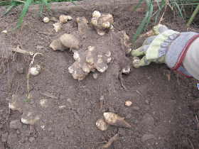 jerusalem artichoke search