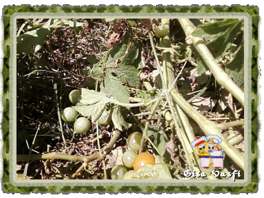 Tomatinhos cereja