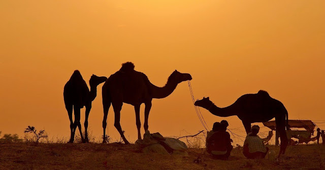 Camels at Jaisalmer