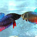 Latihan Standard Untuk Ikan Cupang Adu
