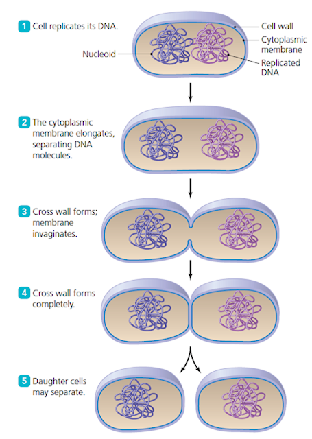 La bipartición. El proceso se puede dividir en las siguientes partes: (1) Replicación del ADN, está ya viene a medio camino procedente del ciclo anterior, las bacterias duplican su genoma mucho más rápido que los eucariotas. (2) la fase de crecimiento celular llega a su cúspide incrementando el volumen de la bacteria. (3 y 4) la citocinesis separa la célula de gran volumen en dos células pequeñas iniciando la fase de crecimiento, en esta fase el genoma inicia su duplicación para las siguientes dos generaciones, de modo tal que cuando se dé la citocinesis completa (5) el genoma ya vaya a medio camino de la duplicación.