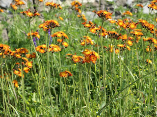 Épervière orangée - Pilosella aurantiaca 