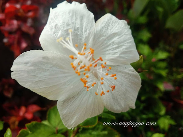 Bunga raya putih selapis