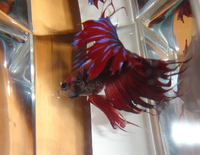 betta