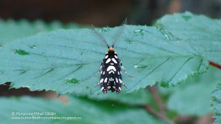 Euplocamus anthracinalis (male) DSC83449