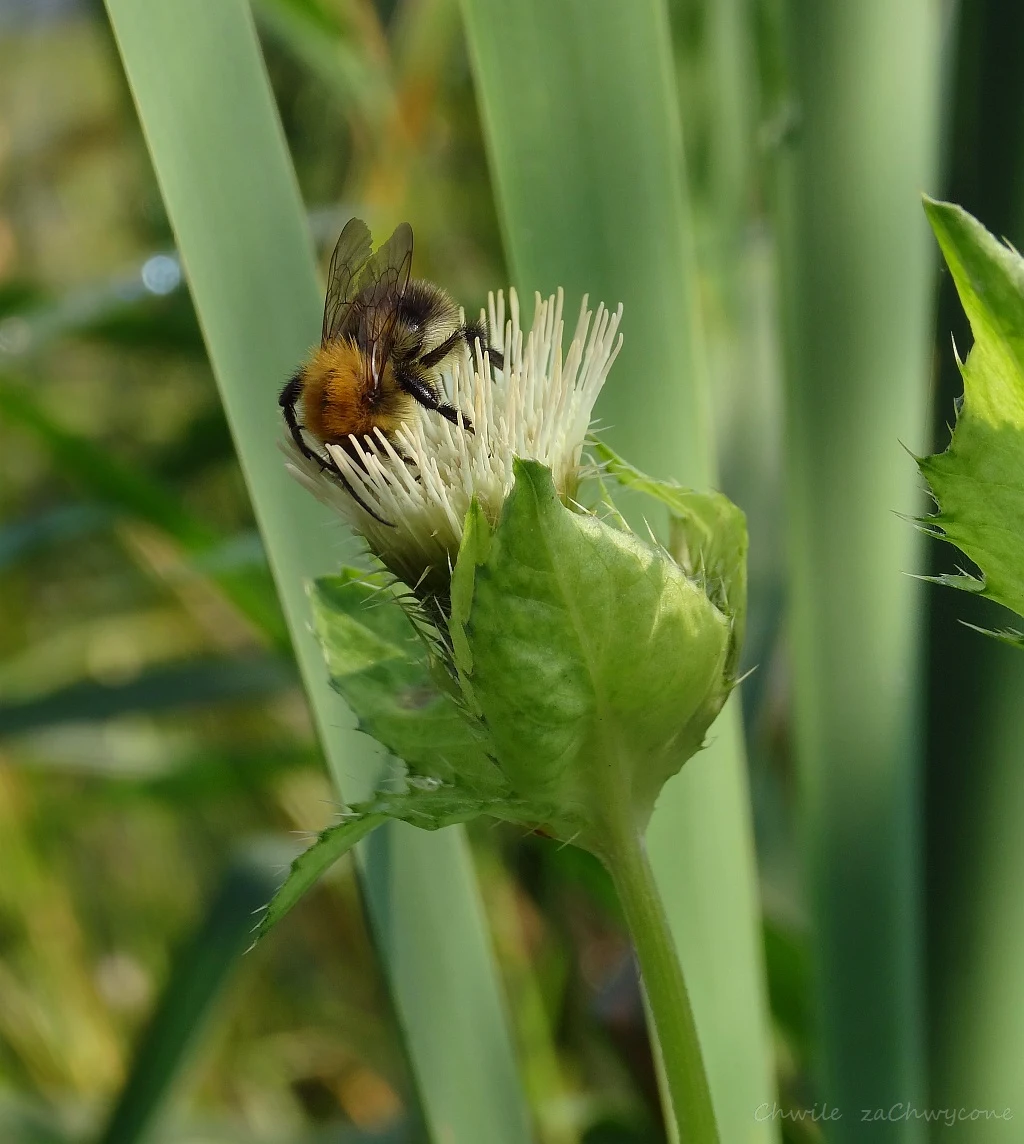 Ostrożeń warzywny Cirsium oleraceum, czarcie żebro zdjęcia informacje