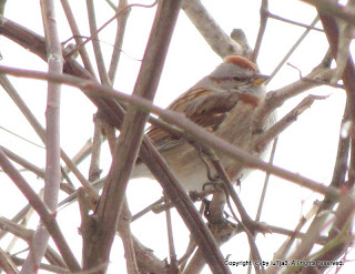 American Tree Sparrow