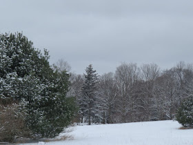snowy landscape with pines and maple trees