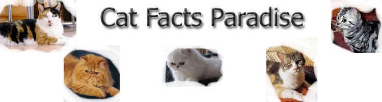 cats makeup. Cat Facts Paradise
