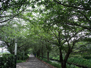 walking road in summer