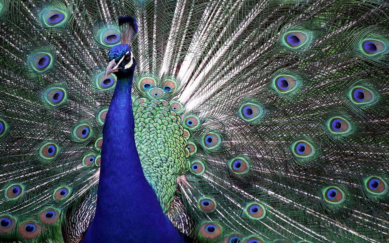 Wallpapers Peacock Wallpapers Coloring Wallpapers Download Free Images Wallpaper [coloring436.blogspot.com]