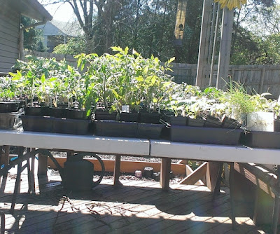 Seedling in the sun on a table